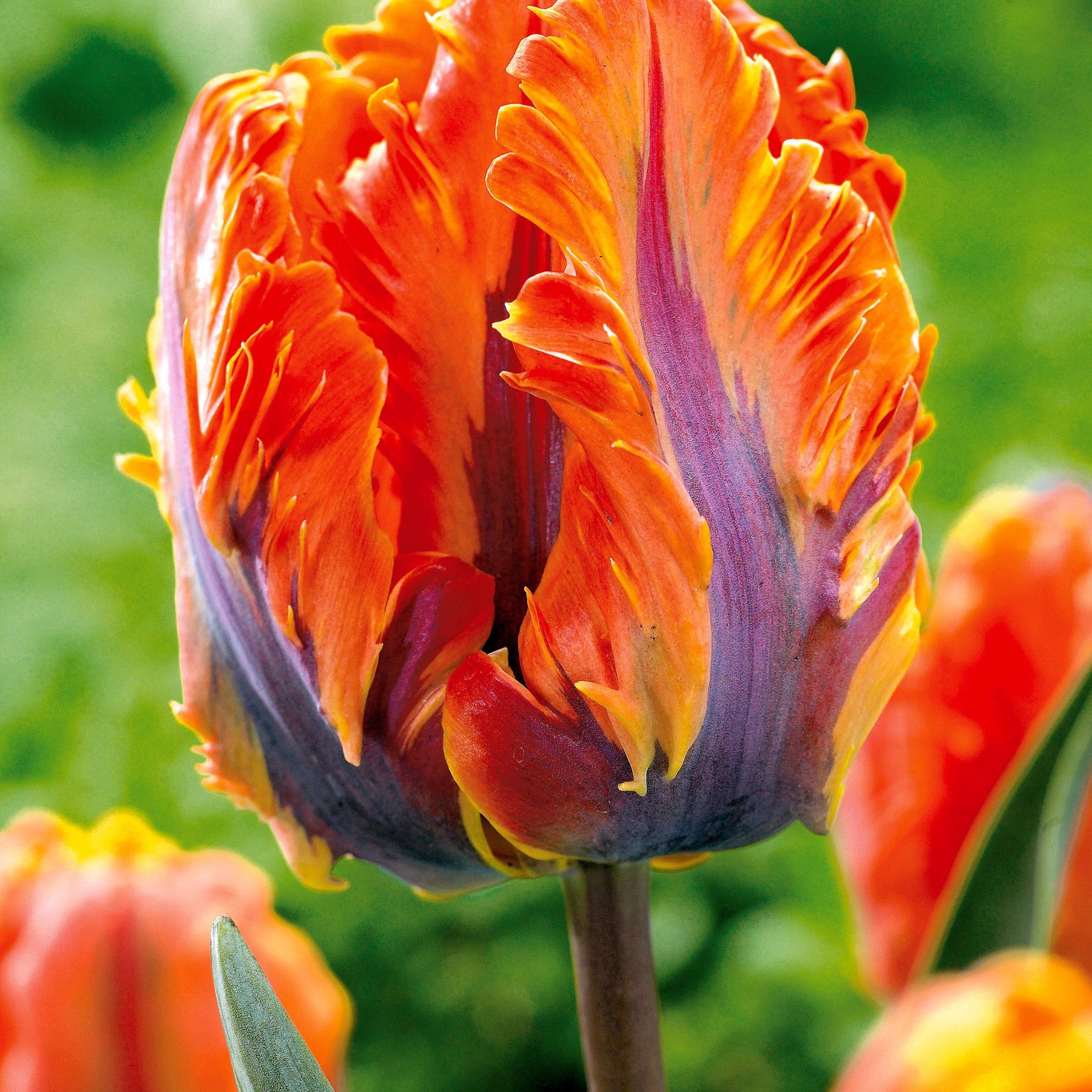 Tulipe - Collection de 24 Tulipes perroquet : Princesse Irene, Black Parrot, Apric - Tulipa Princesse  Irene, Black Parrot, Apricot Parrot