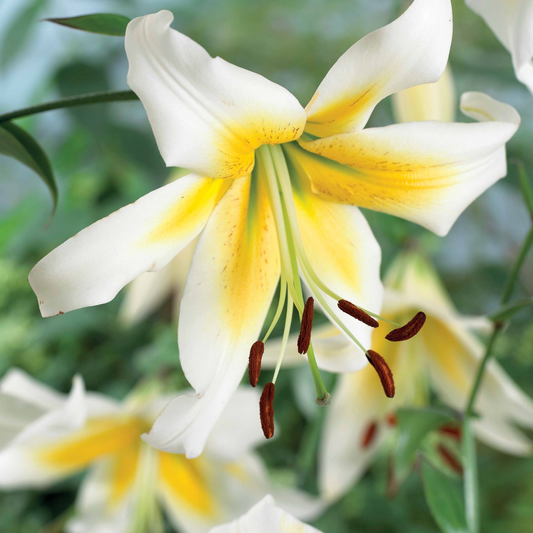 Lilium beverly dreams + mister Peculiar - Collection de 6 Lis (Beverly Dreams, Mister Pistache) - Lis - Lys