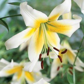 Lilium beverly dreams + mister Peculiar - Collection de 6 Lis (Beverly Dreams, Mister Pistache) - Lis - Lys