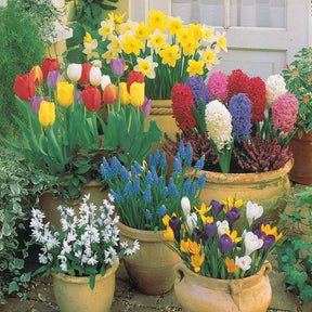 Collection de 75 Bulbes pour terrasse et jardin - Willemse
