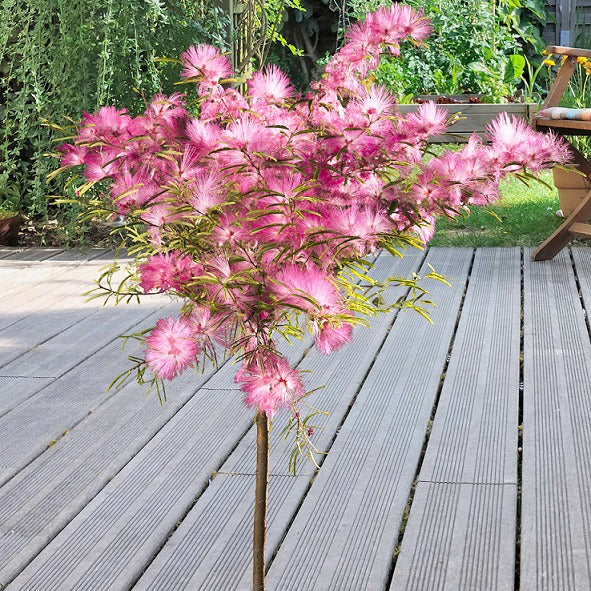 Calliandra surinamensis Pink Powder Puff sur tige - Willemse