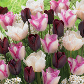 15 Tulipes longues tiges : Silk Road, Del Piero, Ronaldo en mélange - Willemse