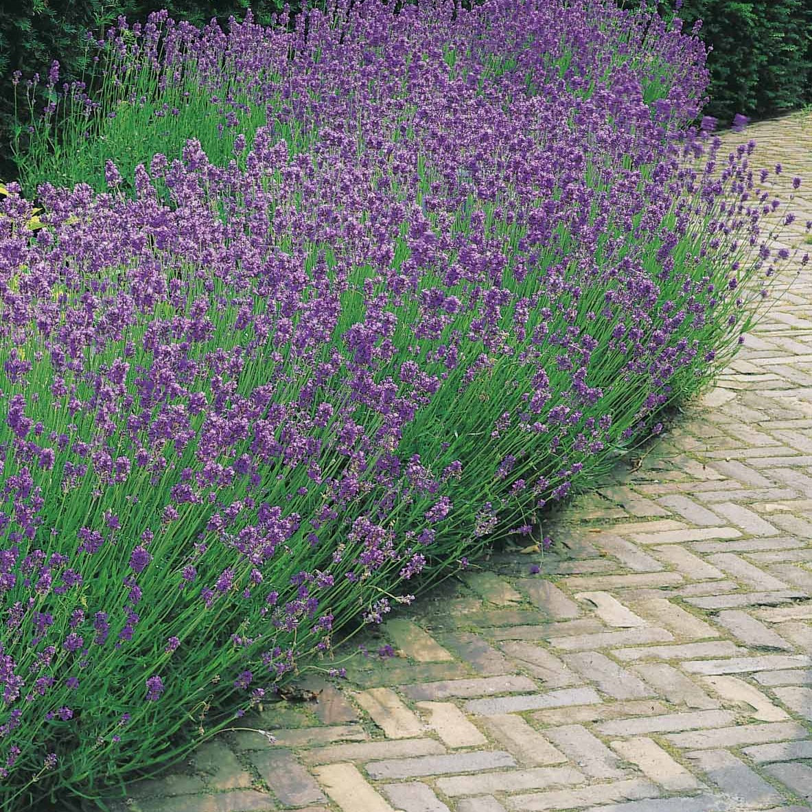 Collection de 6 plantes vivaces pastel - Malva sylvestris zebrina, lavandula munstead, oenothera speciosa - Willemse