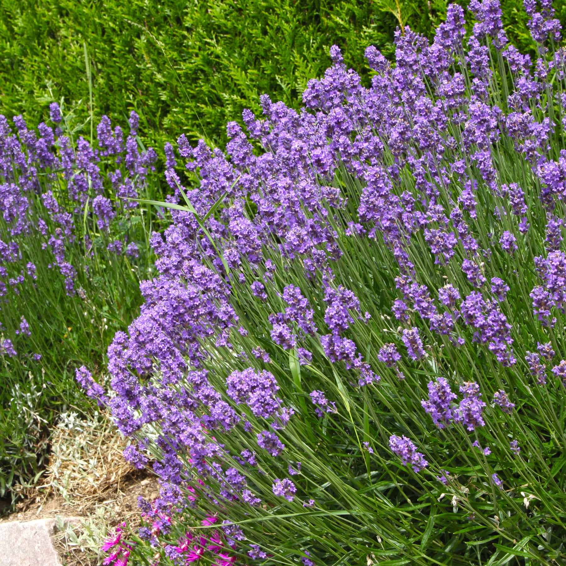Vente Collection de 6 plantes vivaces pastel - Malva sylvestris zebrina, lavandula munstead, oenothera speciosa