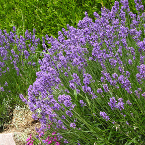 Vente Collection de 6 plantes vivaces pastel - Malva sylvestris zebrina, lavandula munstead, oenothera speciosa