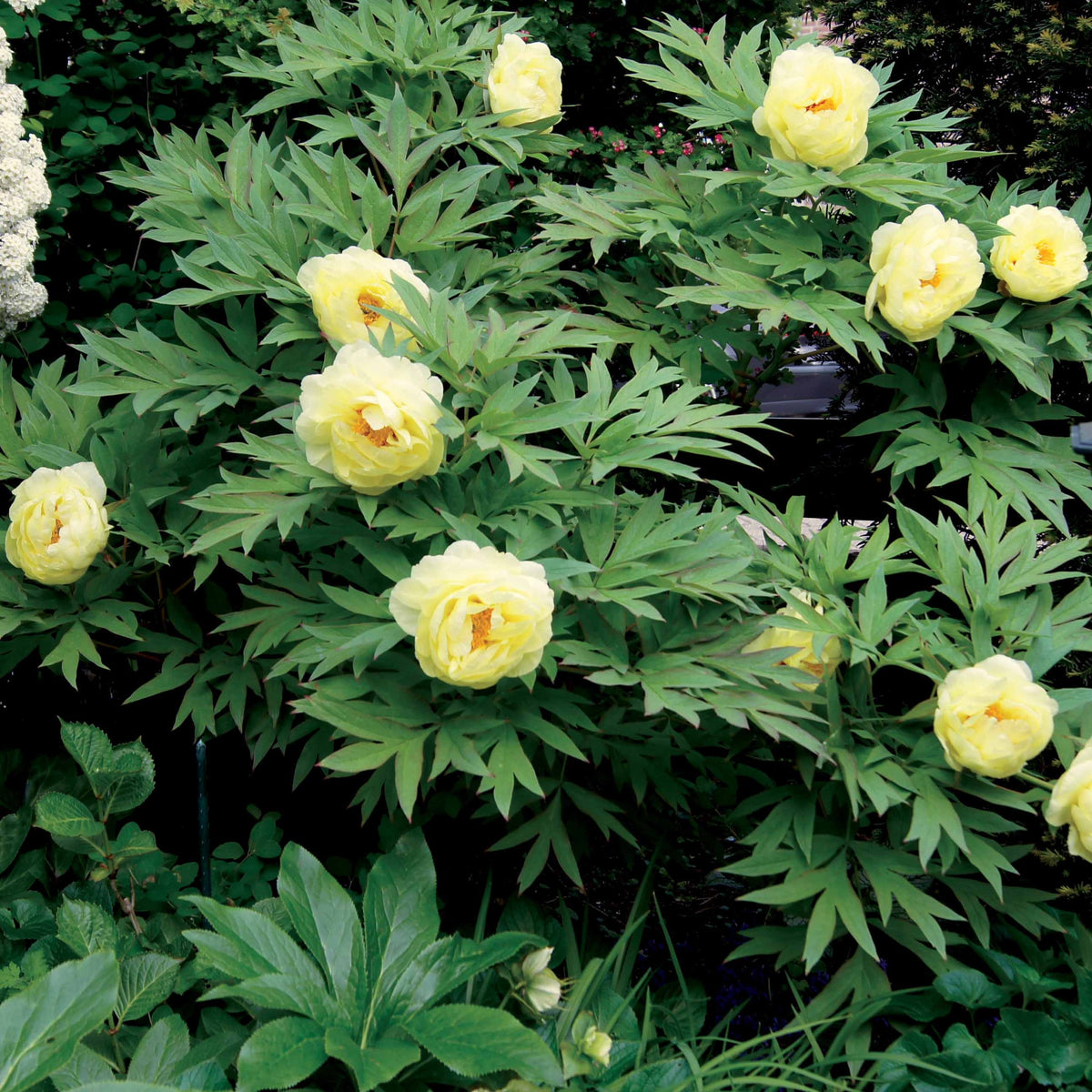 Collection de 4 plantes vivaces aux couleurs tendres - Paeonia itoh bartzella, delphinium bolero, gaura lindheimeri - Willemse
