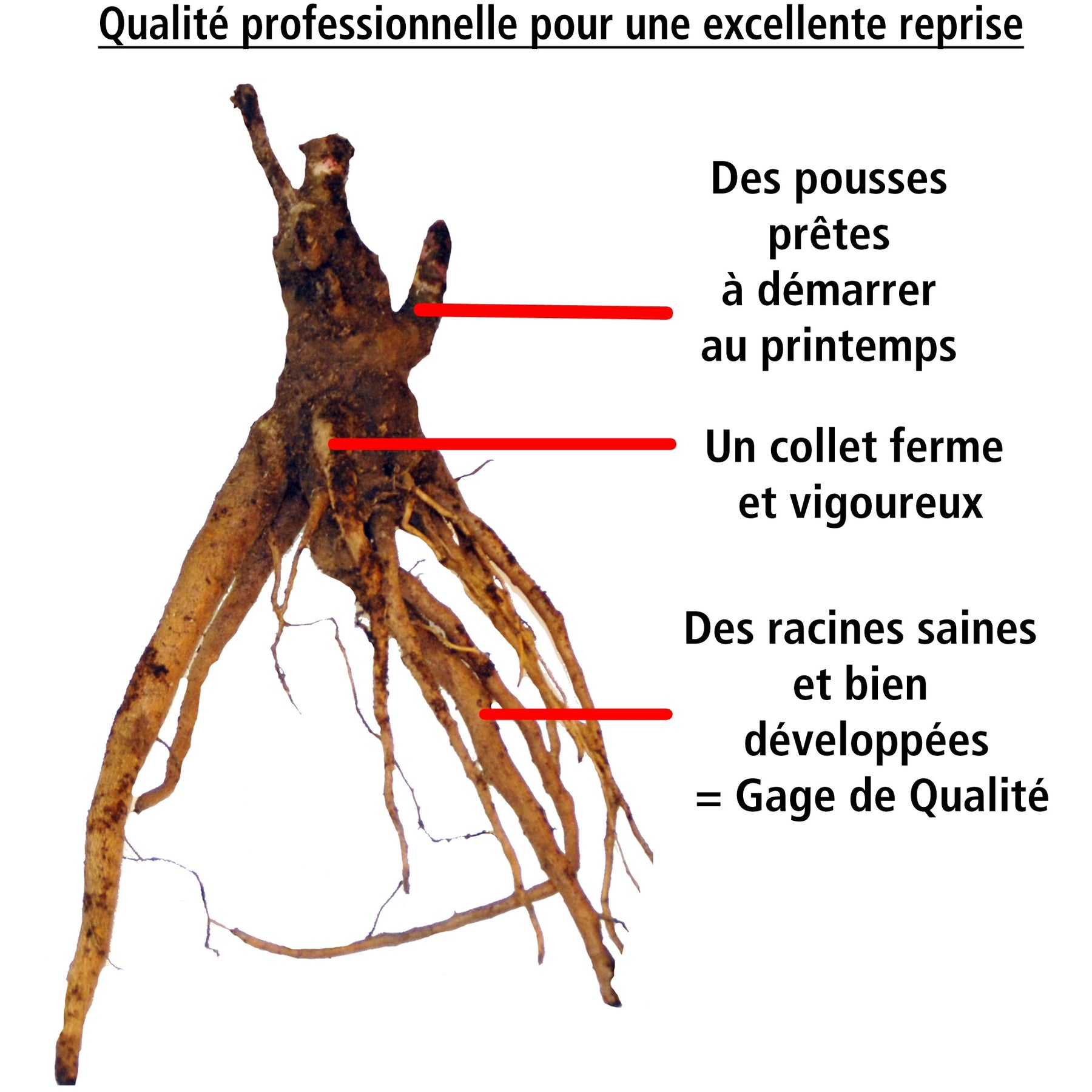 Vente Collections de vivaces - Collection de 4 plantes vivaces aux couleurs tendres