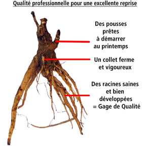 Vente Collections de vivaces - Collection de 4 plantes vivaces aux couleurs tendres