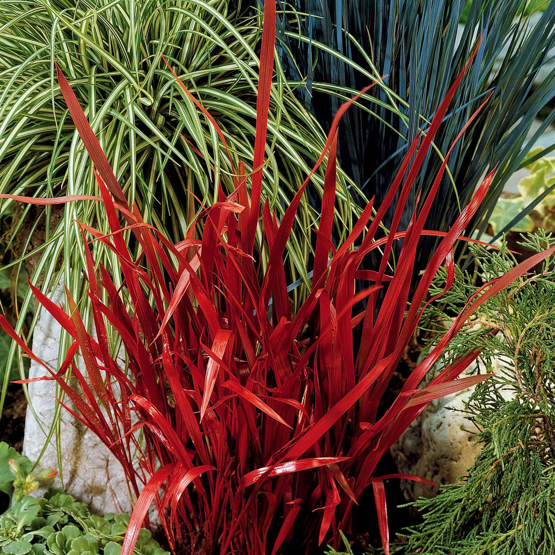 Carex  oshimensis Evergreen, Sedum Blue Pearl, Imperata cylindrica Red Baron, Gaura lindheimeri Whirling Butterflies - Collection de 7 plantes vivaces à feuillages originaux - Collections de vivaces