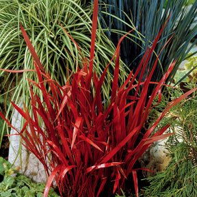 Carex  oshimensis Evergreen, Sedum Blue Pearl, Imperata cylindrica Red Baron, Gaura lindheimeri Whirling Butterflies - Collection de 7 plantes vivaces à feuillages originaux - Collections de vivaces
