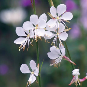 Gaura lindheimeri whirling butterflies , agapanthus umbellatus - Collection de 7 plantes vivaces pour jardins et pots - Collections de vivaces