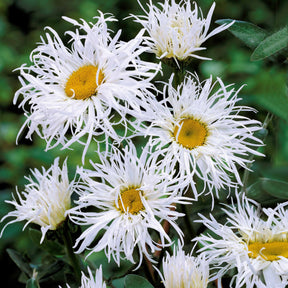 Collections de vivaces - Collection de 12 plantes vivaces pour jardin coloré - Alchemilla mollis, Leucanthemum superbum, Salvia nemorosa, Asclepia incarnata