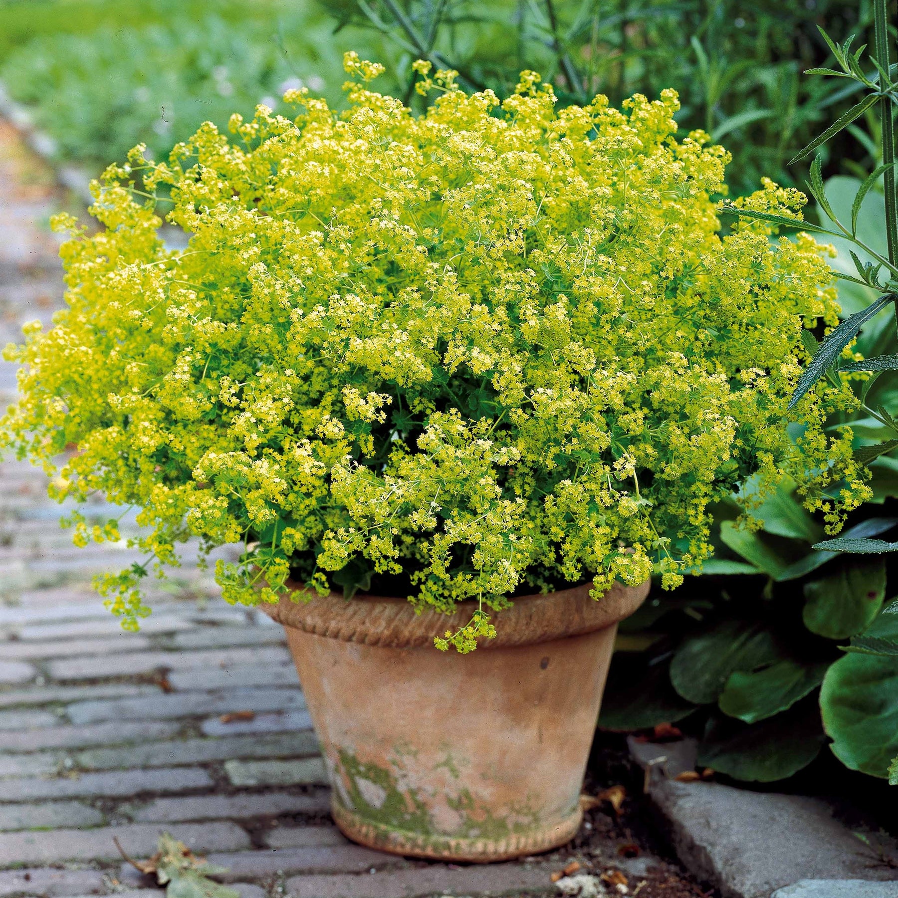 Vente Collection de 12 plantes vivaces pour jardin coloré - Alchemilla mollis, Leucanthemum superbum, Salvia nemorosa, Asclepia incarnata
