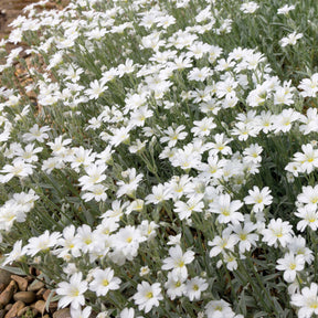 Vente Collection de 9 plantes vivaces à fleurs blanches - Agapanthus, cerastium tomentosum, gaura lindheimeri, geranium pratens