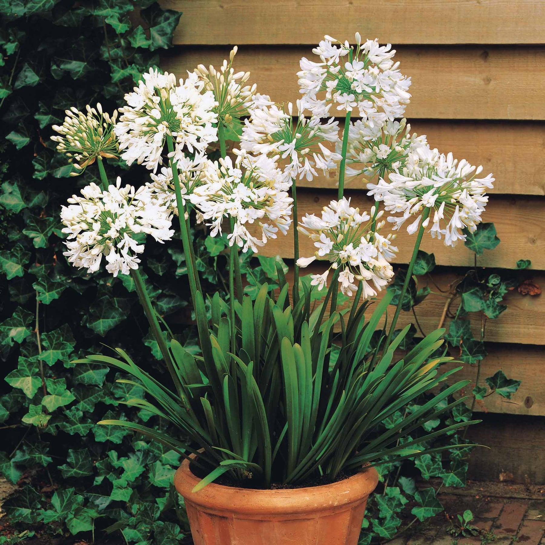 Agapanthus, cerastium tomentosum, gaura lindheimeri, geranium pratens - Collection de 9 plantes vivaces à fleurs blanches - Collections de vivaces