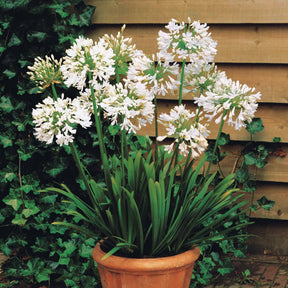 Agapanthus, cerastium tomentosum, gaura lindheimeri, geranium pratens - Collection de 9 plantes vivaces à fleurs blanches - Collections de vivaces