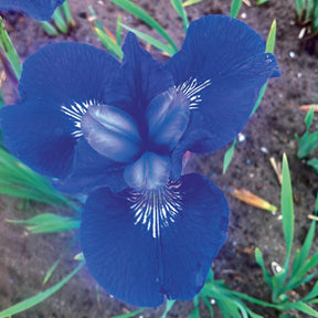 Collection de 12 plantes vivaces à fleurs bleues - Isotoma fluviatilis, lupinus, iris sibirica, geranium himalayense - Willemse