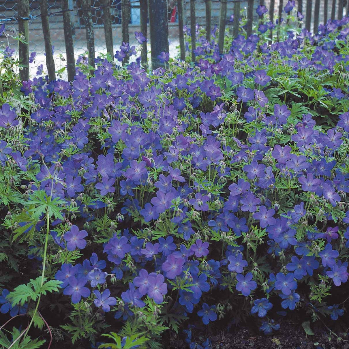 Isotoma fluviatilis, lupinus, iris sibirica, geranium himalayense - Collection de 12 plantes vivaces à fleurs bleues - Plantes vivaces