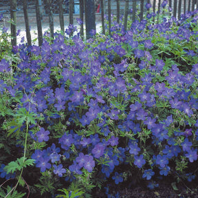 Isotoma fluviatilis, lupinus, iris sibirica, geranium himalayense - Collection de 12 plantes vivaces à fleurs bleues - Plantes vivaces