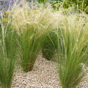 Collection de 6 plantes vivaces pour extérieur moderne - Collections de vivaces - Willemse