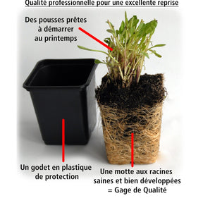 Vente Collection de 6 plantes vivaces pour extérieur moderne - Collections de vivaces