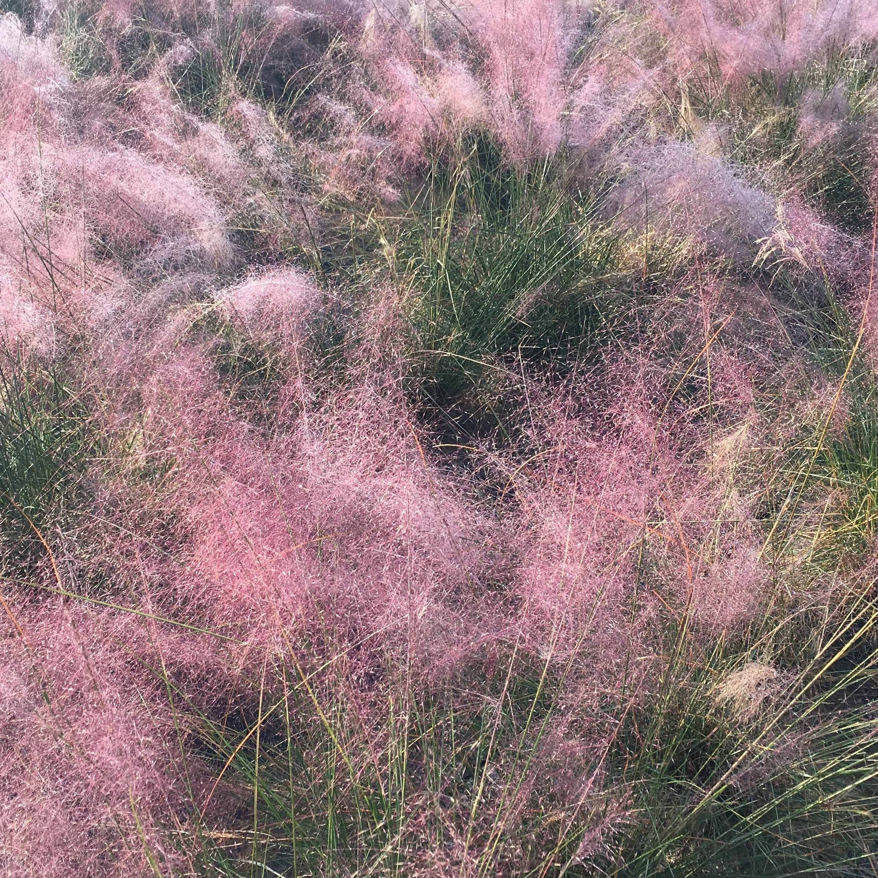 Stipa tenuissima, Muhlenbergia capillaris, Lavandula angustifolia - Collection de 6 plantes vivaces pour extérieur moderne - Collections de vivaces