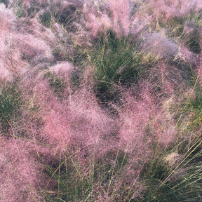 Stipa tenuissima, Muhlenbergia capillaris, Lavandula angustifolia - Collection de 6 plantes vivaces pour extérieur moderne - Collections de vivaces