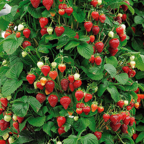 Collections de fruitiers - Collection de 9 Fruitiers à fruits rouges - Rubus idaeus 'sumo 2', ribes rubrum 'rovada', frag