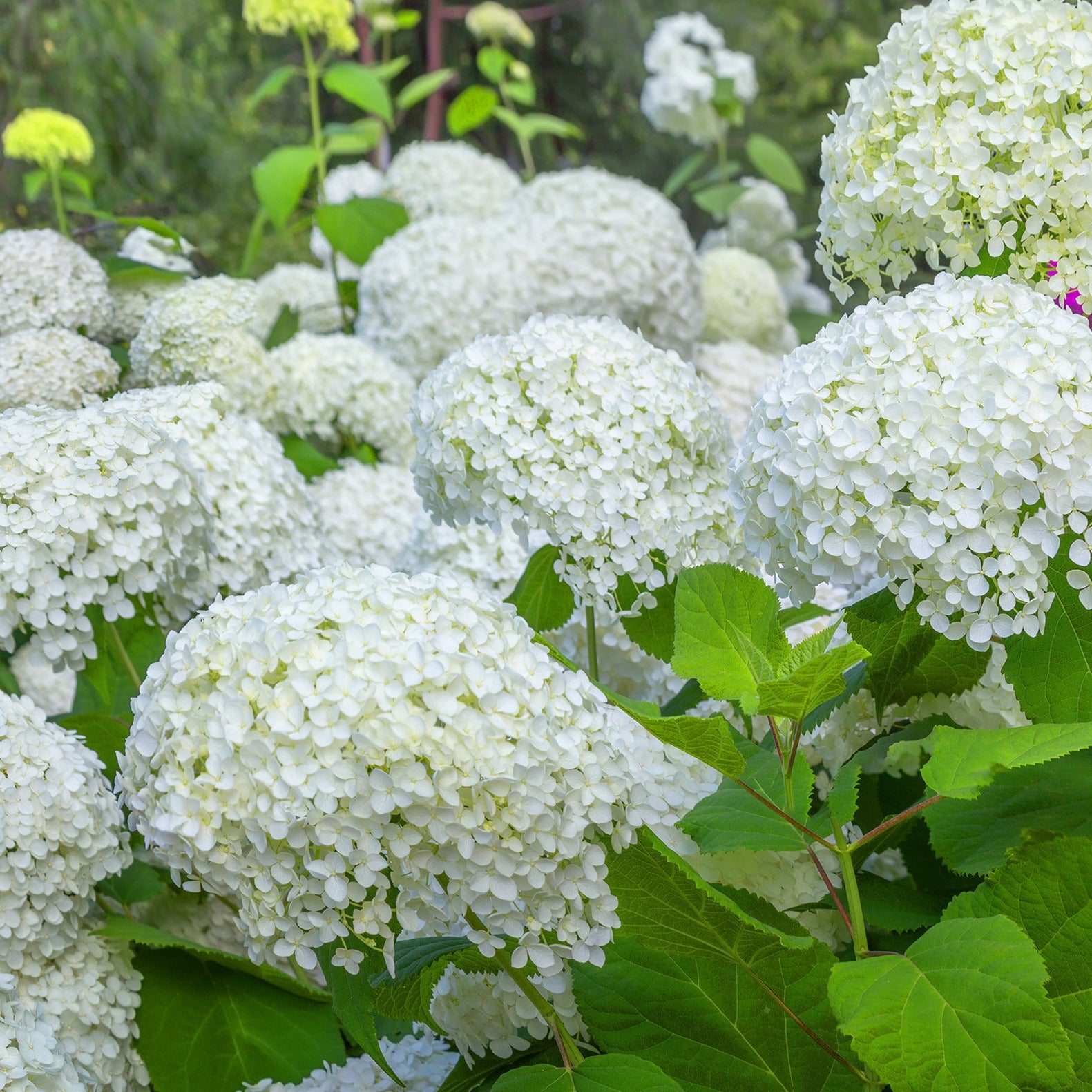 Hydrangea macrophylla - Collection d'Hortensias pour massifs et haies fleuris - 3 arbustes - Hortensias