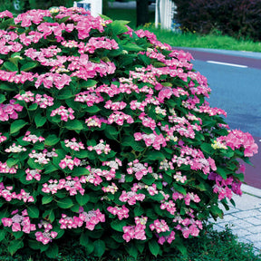 Hortensias - Collection d'Hortensias pour massifs et haies fleuris - 3 arbustes - Hydrangea macrophylla