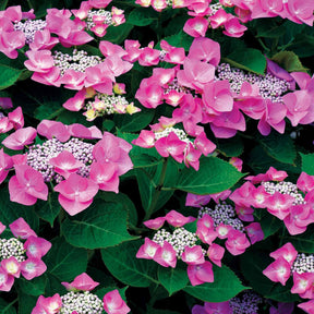 Collection d'Hortensias pour massifs et haies fleuris - 3 arbustes - Hortensias - Willemse