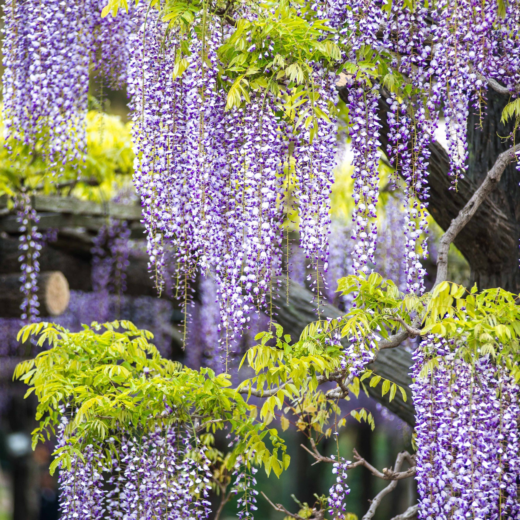 Collections de plantes grimpantes - Collection de 3 plantes grimpantes à floraisons abondantes - Clematis montana Mayleen , Trachelospermum jasminoides, Wisteria frutescens Amethyst Falls