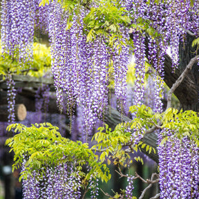 Collections de plantes grimpantes - Collection de 3 plantes grimpantes à floraisons abondantes - Clematis montana Mayleen , Trachelospermum jasminoides, Wisteria frutescens Amethyst Falls