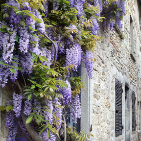 Clematis montana Mayleen , Trachelospermum jasminoides, Wisteria frutescens Amethyst Falls - Collection de 3 plantes grimpantes à floraisons abondantes - Collections de plantes grimpantes