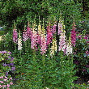 Vente Collection de 9 plantes vivaces pour la mi-ombre