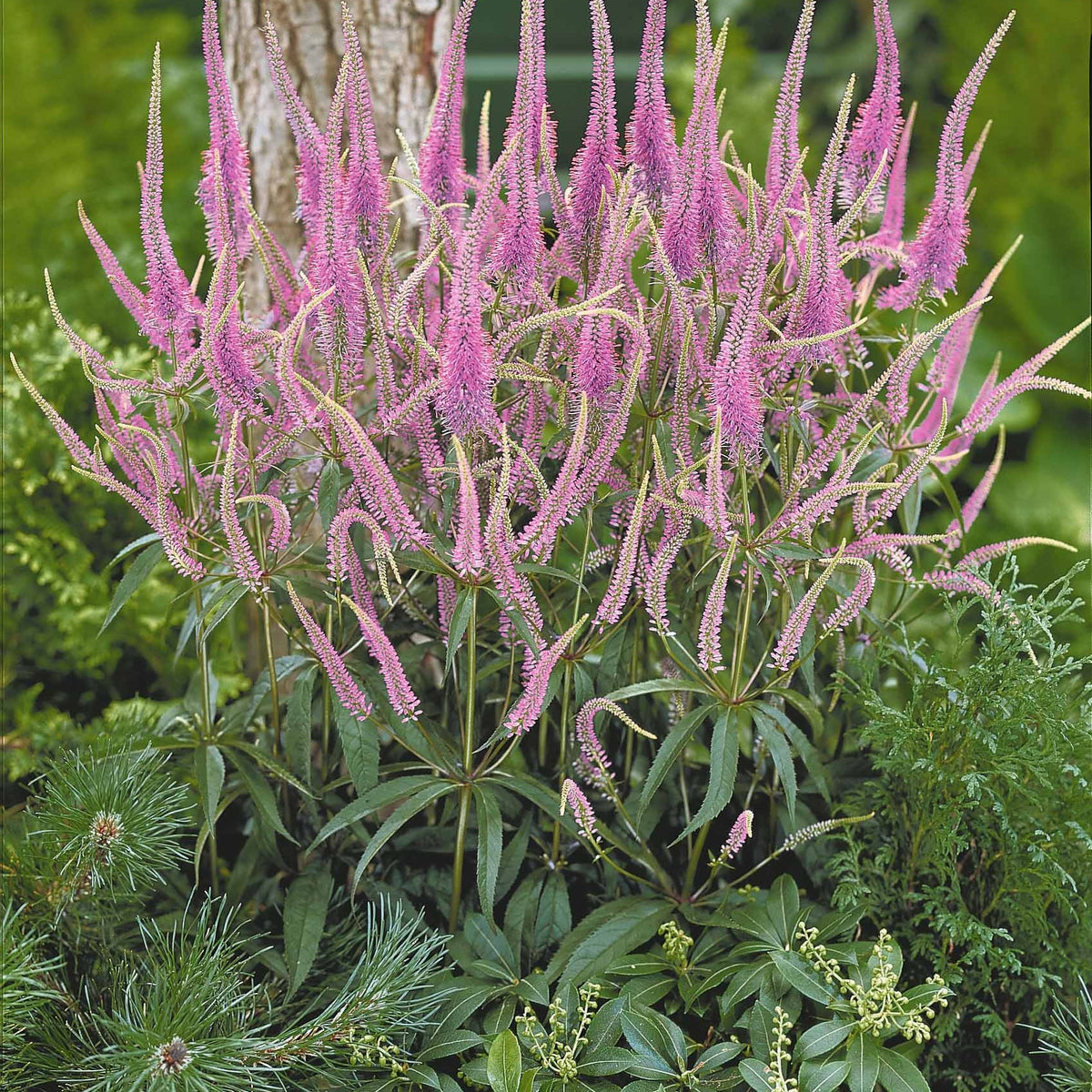 Collection de 9 plantes vivaces pour la mi-ombre - Veronicastrum virginicum, digitalis purpurea, alchemilla mollis - Willemse