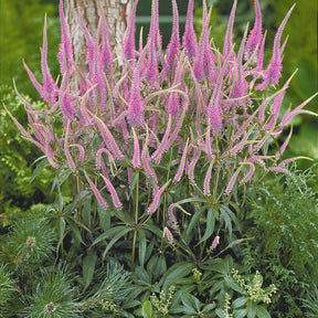 Collection de 9 plantes vivaces pour la mi-ombre - Veronicastrum virginicum, digitalis purpurea, alchemilla mollis - Willemse