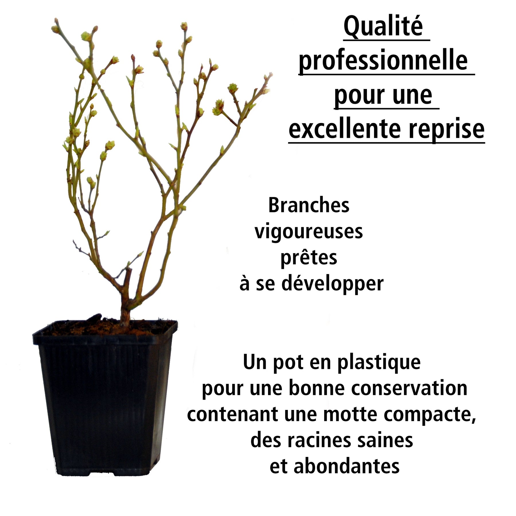 Collection de 4 arbustes à fruits vitaminés - Collections de fruitiers - Willemse