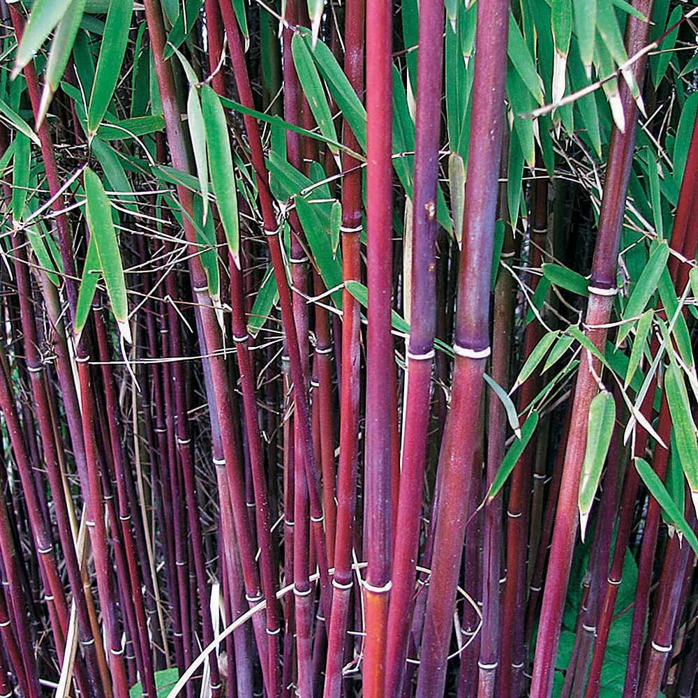 Fargesia scabrida, cornus controversa, acer palmat - Collection de 3 arbustes pour jardin japonais - Collections d'arbustes