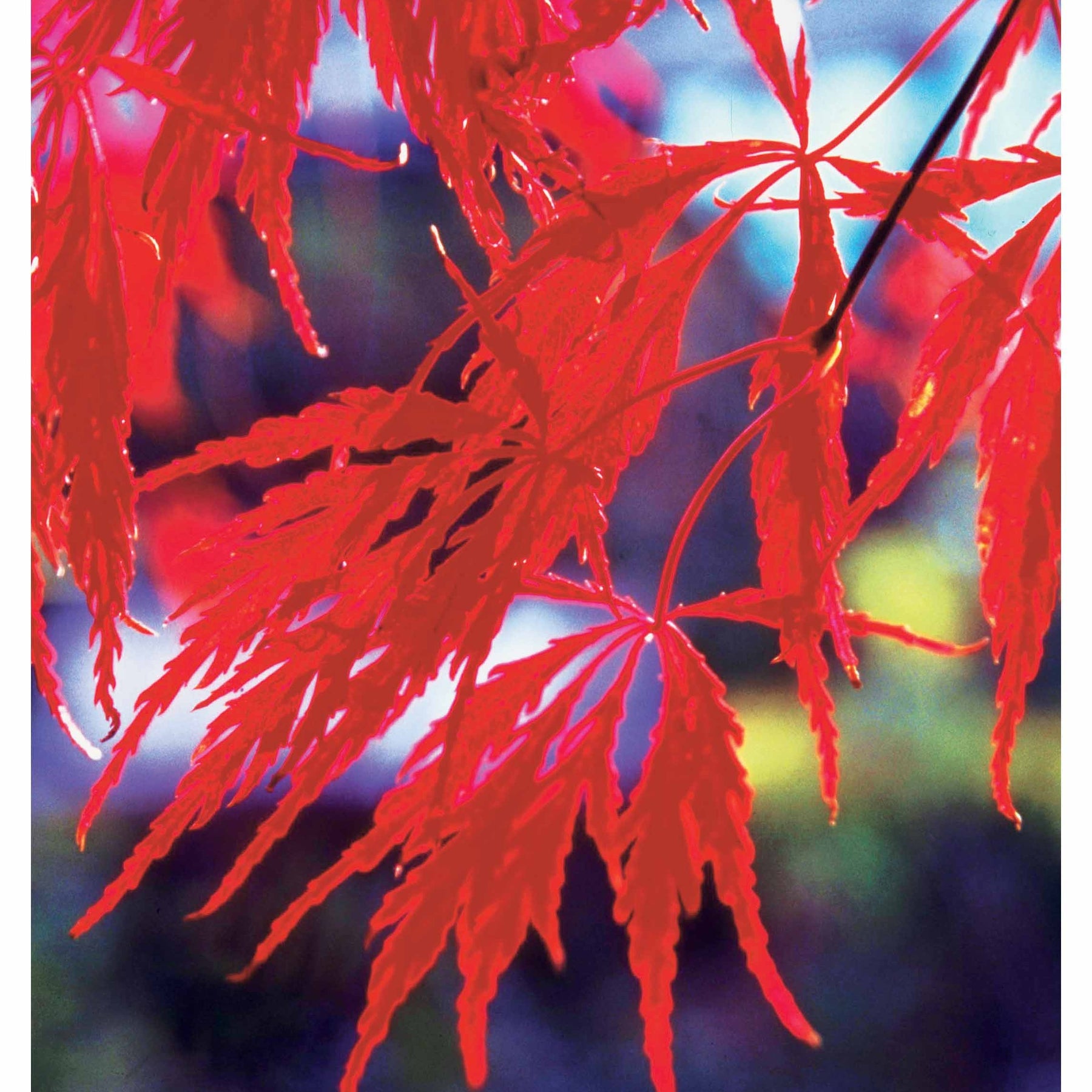 Collections d'arbustes - Collection de 3 arbustes pour jardin japonais - Fargesia scabrida, cornus controversa, acer palmat
