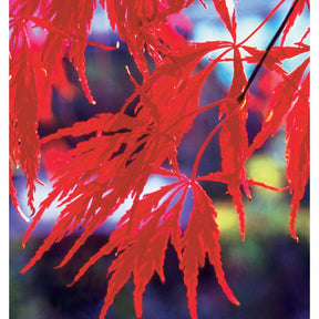 Collections d'arbustes - Collection de 3 arbustes pour jardin japonais - Fargesia scabrida, cornus controversa, acer palmat