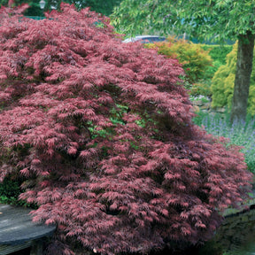 Vente Collection de 3 arbustes pour jardin japonais