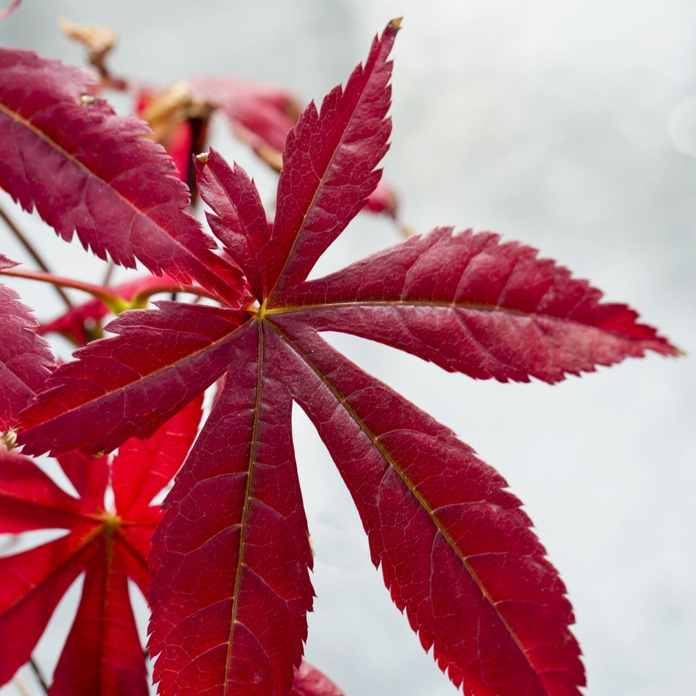 Acer palmatum Atropurpureum , Choisya ternata Sundance Lich - Collection de 2 arbustes : érable pourpre et oranger du Mexique doré - Collections d'arbustes