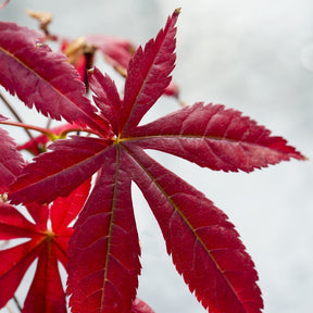 Acer palmatum Atropurpureum , Choisya ternata Sundance Lich - Collection de 2 arbustes : érable pourpre et oranger du Mexique doré - Collections d'arbustes
