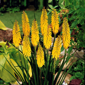 Collections de vivaces - Collection de 8 delphiniums et tritomas - Delphinium Sky Blue, Kniphofia Sunningdale Gold