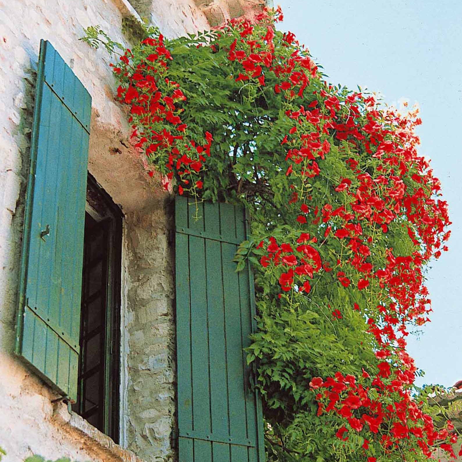 Campsis radicans stromboli, lonicera periclymenum - Collection de Bignone et Chèvrefeuille - Collections de plantes grimpantes