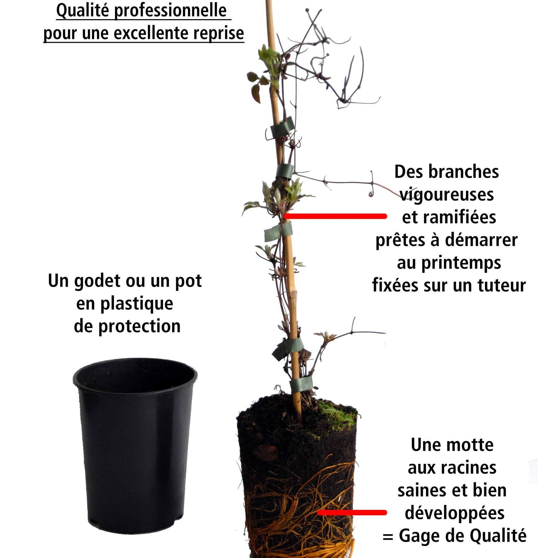 Vente Collection de Bignone et Chèvrefeuille - Campsis radicans stromboli, lonicera periclymenum