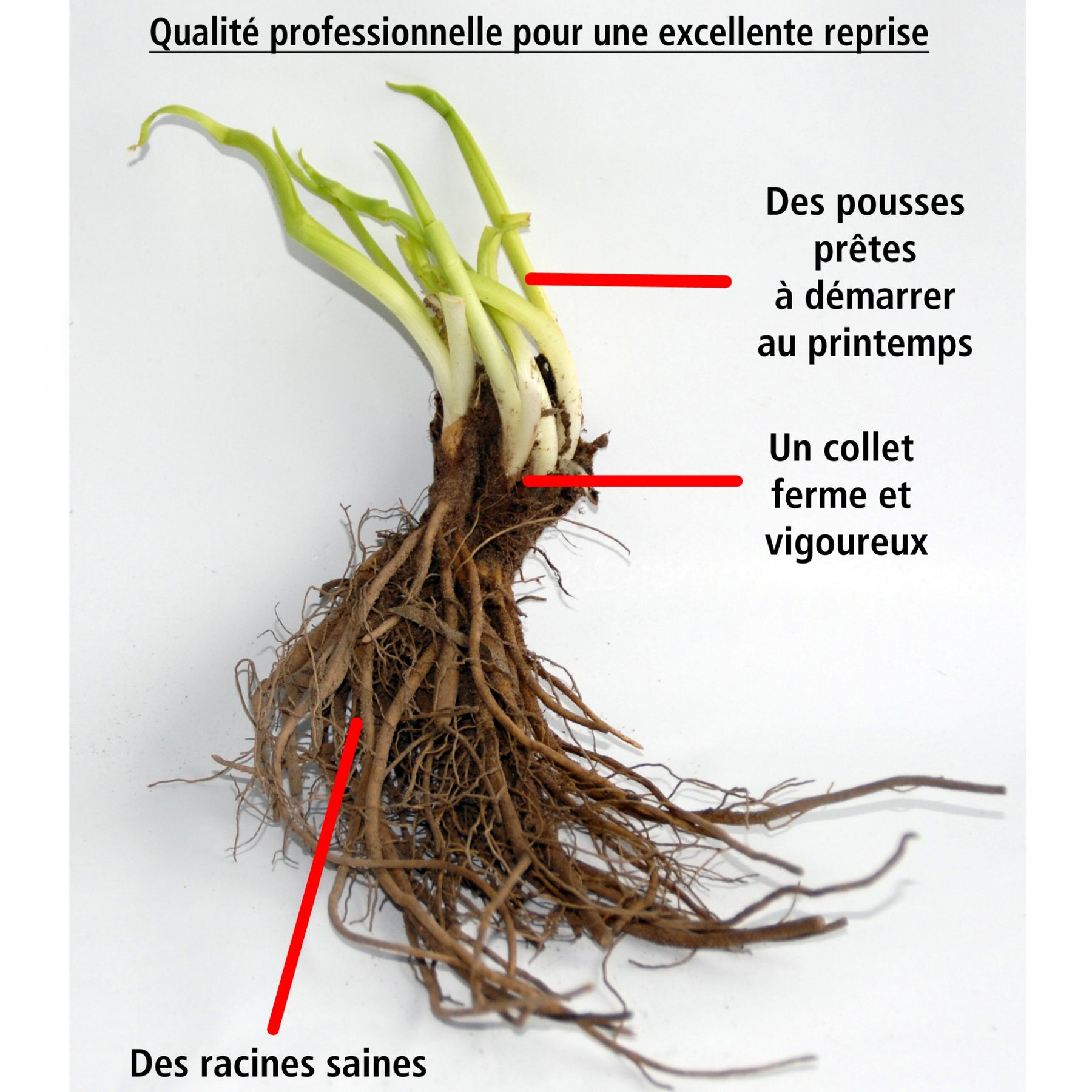 Vente Collection de 6 Géraniums vivaces à fleurs doubles - 2geranium caeruleum, 2 double jewel, 2 birch double