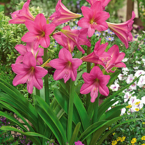 3 Amaryllis sonatini en mélange - Amaryllis sonatini(eye catcher, douceur sucré, whi - Willemse