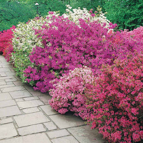 Azalea japonica - Collection de 3 Azalées du Japon : rouge, rose, violette - Azalées